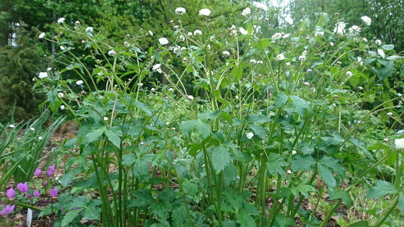 Ranunculus aconitifolius 'Pleniflorus'